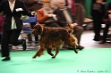 Crufts2011 389